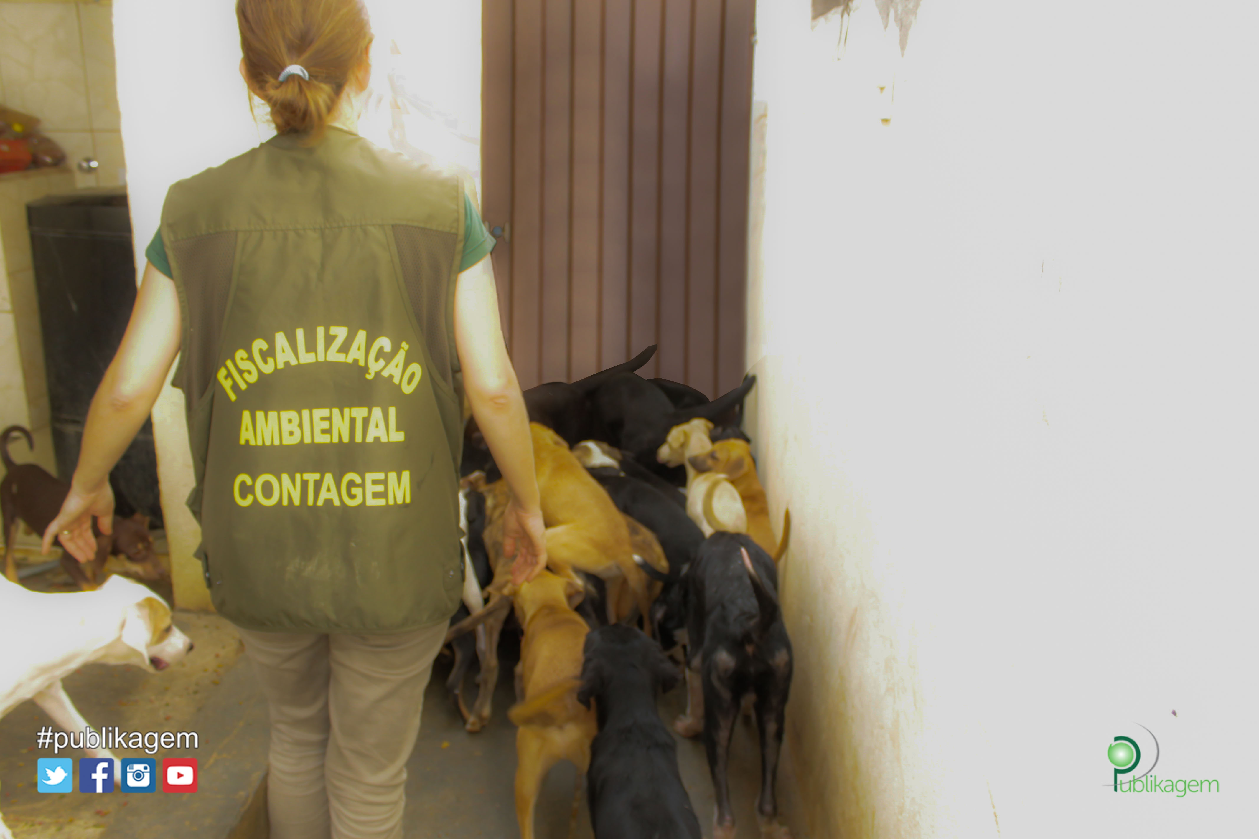 Animais abandonados na Vila So Paulo em Contagem precisam de um novo lar urgente